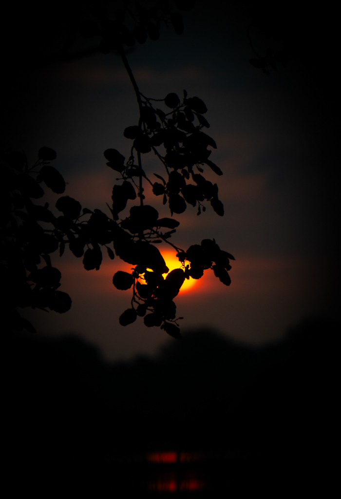 Sonnenaufgang hinter Blättern