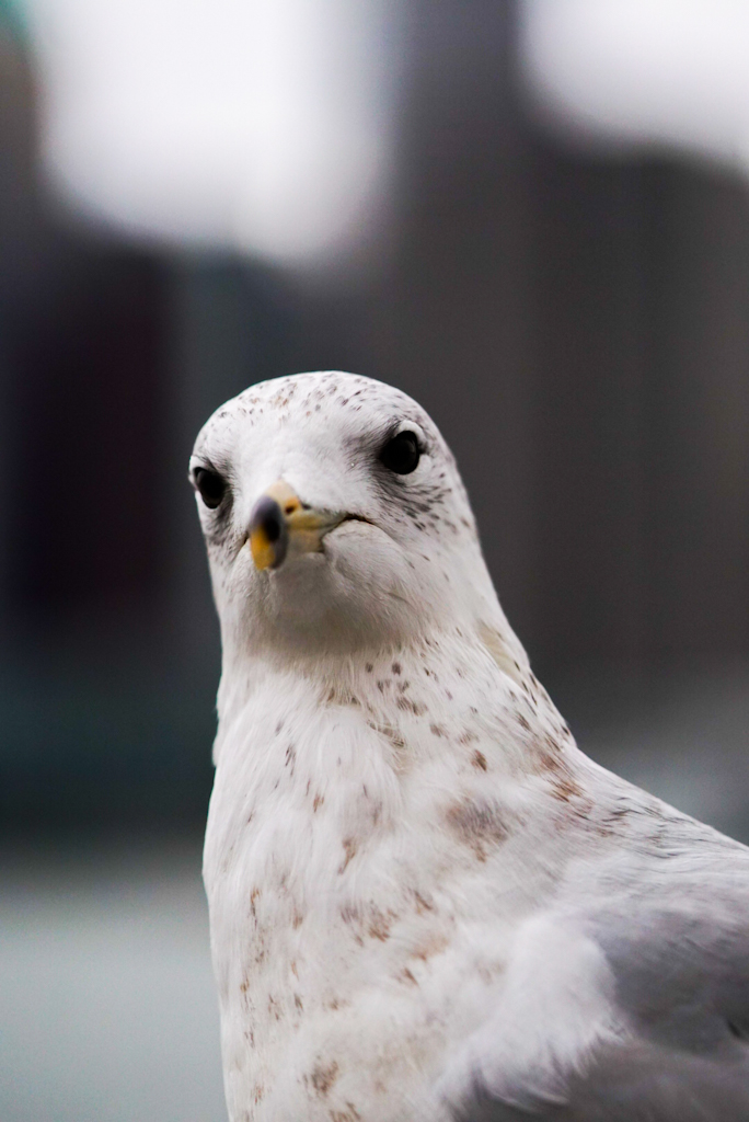 Tiere in New York City